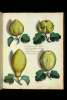  Fol. 157 

Cucurbita alia Indica forma mali pradisei n. 1.
Cucurbita Indica clypeoformis subflava cum
eminentis acutis n. 2.
Cucurbita Indica figura casei Marzolini n. 3.
Cucurbita Indica forma citri n. 4.